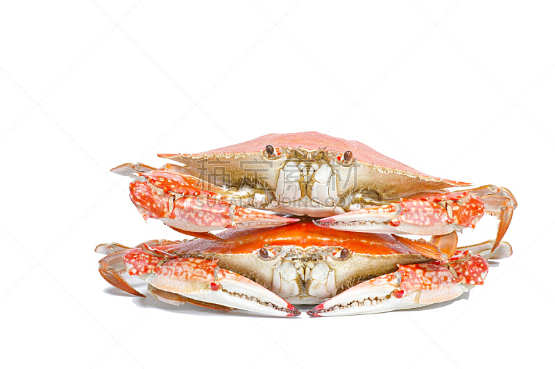 两个物体,蒸菜,三疣梭子蟹,白色背景,分离着色,正面视角,煮食,水平画幅,巨大的,膳食