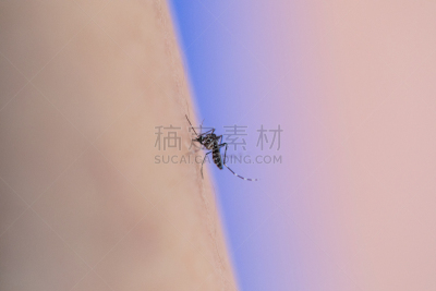蚊子,埃及伊蚊,人,特写,皮肤,吸血动物,鹭管鱼,房屋,动物身体部位