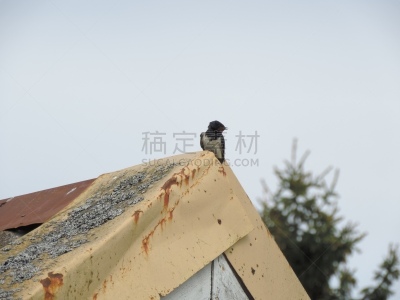 鸟类,白鹡鸰,家燕,自然,水平画幅,小的,无人,春夏系列,北美歌雀,爱沙尼亚