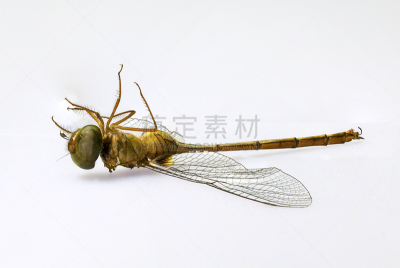 菜园,蜻蜓,死亡的动物,加州缝补,美洲红点蜻蜓,棕色鹰蜓,绿衣蜻蜓,王蜻蜓,蓝晏蜓,残翅