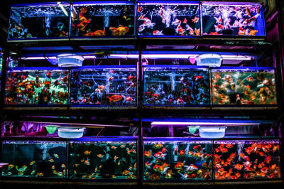 周末活动,泰国,充满的,水族馆,鱼类,市场,曼谷,水,水平画幅,无人