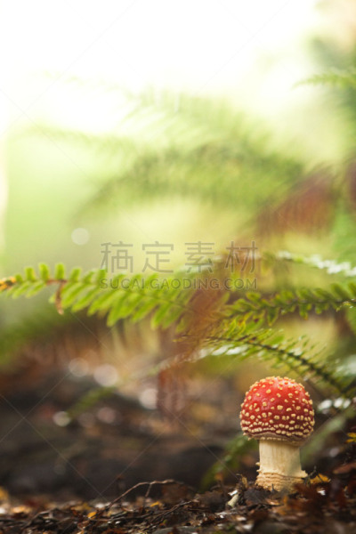 白色,有毒生物体,毒蝇菇,蘑菇,红色,森林,垂直画幅,孢子,无人,符号