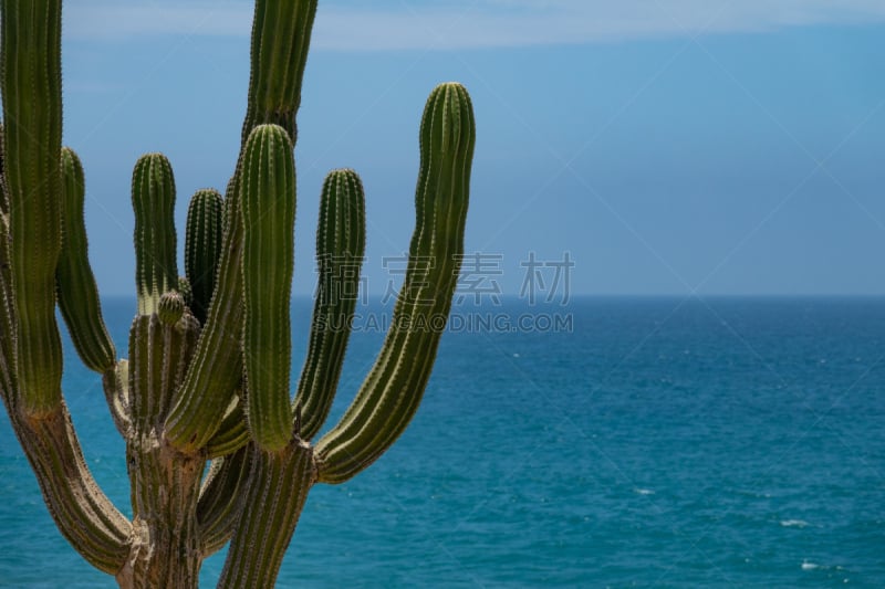 前面,仙人掌,海洋,地形,夏天,自然美,旅游目的地,背景,自然