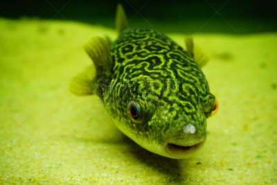 河豚,水,美,水平画幅,水肺潜水,刺河豚,无人,水下,安达曼海,动物习性