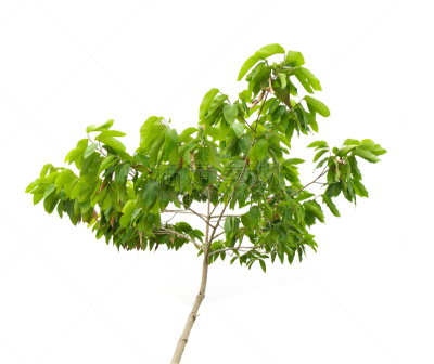 一个物体,尤脑香科树,树冠,气候,水平画幅,无人,巨大的,热带雨林,夏天,户外