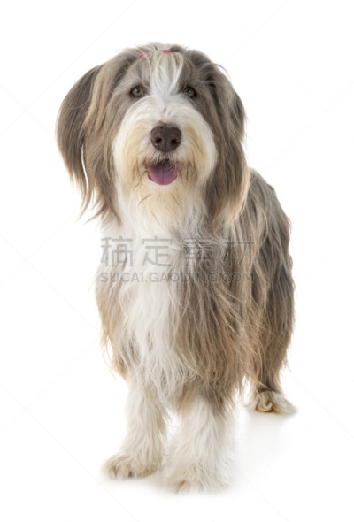 有须柯利牧羊犬,宠物,背景分离,法国,垂直画幅,灰色,图像,络腮胡子,柯利牧羊犬,狗