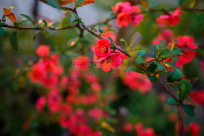 灌木,红色,花朵,分离着色,伊克索拉,白色,美,公园,水平画幅,荆棘