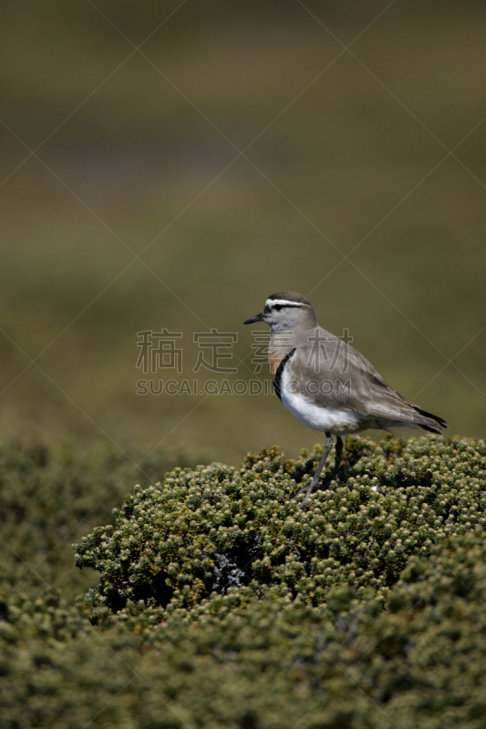 胸部,黑胸鸻,福克兰群岛,自然,垂直画幅,停泊的,旷野,摩尔人风格,野生动物,无人