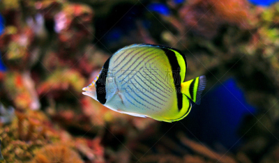 流浪蝴蝶鱼,水,水平画幅,无人,水下,野外动物,大洋洲,礁石,水族馆,环境