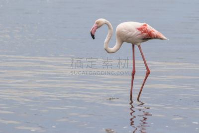 沃尔维斯湾,泻湖,大火烈鸟,纳米比亚,滩涂,水平画幅,鸟类,海岸地形,户外,防水长靴