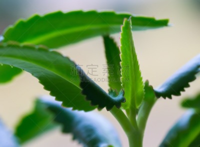 高凉菜属,特写,无性生殖,景天科,营养阶段,水平画幅,无人,在边上,丰富,泰国