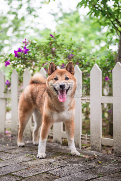可爱的,小的,爱斯基摩犬,澳洲野狗,牧羊犬,野狗,德国牧羊犬,自然,垂直画幅,家畜