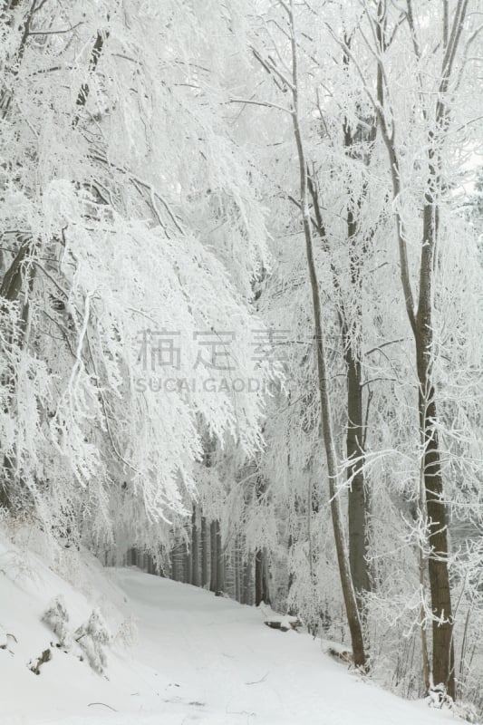 冬天,小路,森林,桤树,阔叶树,橡树林地,垂直画幅,气候,雪,纯净