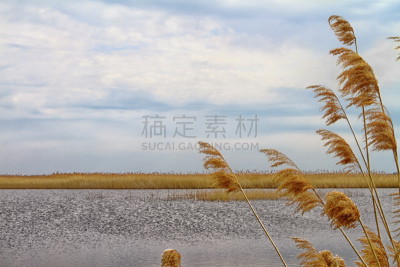 柳条,干的,白昼,春天,河岸,香蒲,沼泽,芦苇,草,池塘