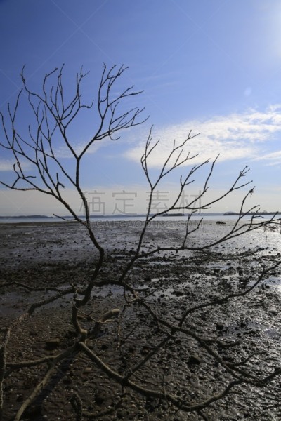 秃树,海滩,枝,自然,垂直画幅,天空,宁静,云,无人,豪伊克