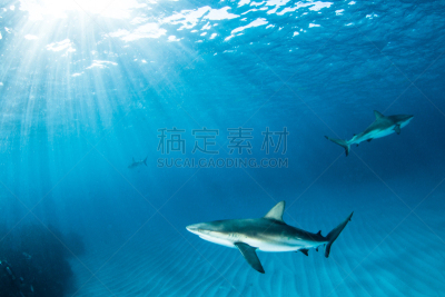 礁鲨,自然,野生动物,水平画幅,水肺潜水,无人,蓝色,水下,野外动物,夏天