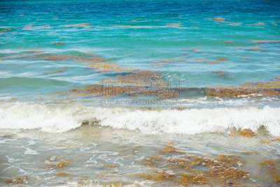 海滩,海藻灰,蓝色,波浪,青绿色,水,富营养化水体,水平画幅,风化的,无人