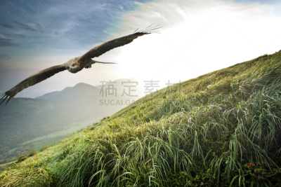 自由,游隼,猎鹰,自然,褐色,野生动物,食肉鸟,水平画幅,优美,鸟类