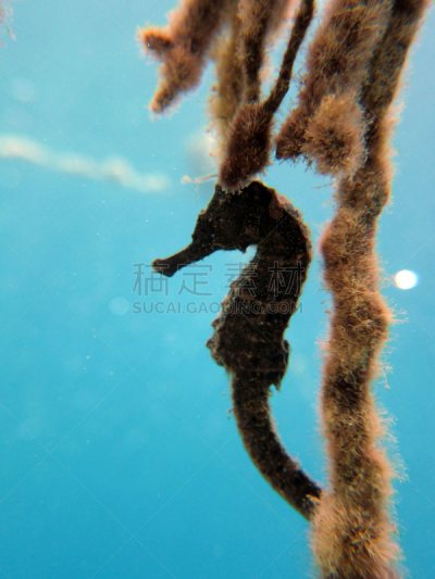 海马,斑点,黑色,达哈巴,外来物种,海草,红海,垂直画幅,水,旅游目的地