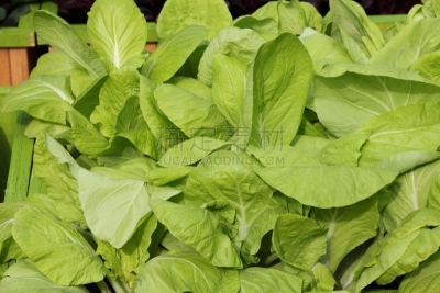 甘蓝,lollo rosso,红散叶莴苣,水平画幅,枝繁叶茂,素食,无人,巨大的,泥土,生食