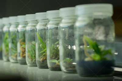 植物,烧瓶,微生物,瓶盖,植物细胞,自然,生物科技,水平画幅,科学实验,科学