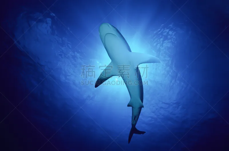 礁鲨 海洋 鲨鱼 Pectoral Fin 背鳍 在下面 尾鳍 水 水平画幅 人的嘴图片素材下载 稿定素材