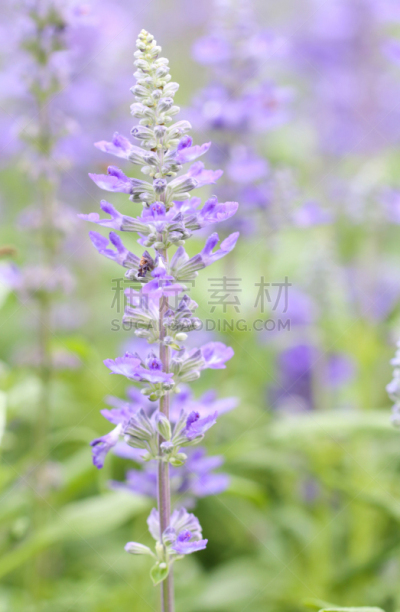 鼠尾草,蓝色,gilia,垂直画幅,艺术,紫罗兰,无人,夏天,泰国,草本