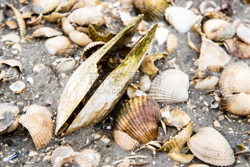 贝壳,河岸,瓦登海.,食品,海蛤,扇贝,动物,蜗牛,海岸线,水生动植物