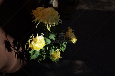黄色,菊花,江户时代,轻的,传统,清新,仅一朵花,枝繁叶茂,自然美,植物