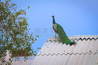 孔雀,翎毛,孔雀羽毛,多样,热带气候,野生动物,脖子,动物,鸟类,舞蹈