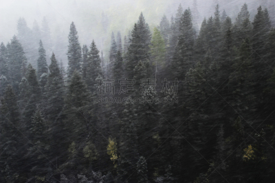 山,科罗拉多州,松木,森林,斯奈佛尔斯山脉,大风雪,暴风雨,水平画幅,雪,无人