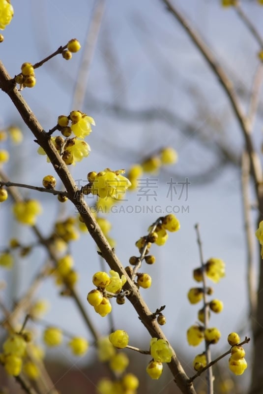 芳香的,黄色,季节,垂直画幅,冬天,半透明,图像,美,花蕾,梅子