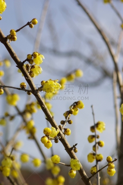芳香的,黄色,季节,垂直画幅,冬天,半透明,图像,美,花蕾,梅子