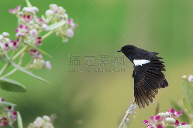 翅膀,有奖电视大赛主持人,自然,水平画幅,绿色,蓝色,鸟类,时尚,动物身体部位,户外