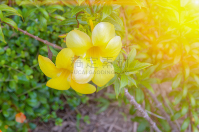 软枝黄蝉,小号,金色,黄色,轻的,菜园,柳树,花,日落,攀岩
