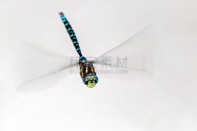 蜻蜓,白色背景,公园,水平画幅,半空中,动物身体部位,户外,特写,男性,人的眼睛
