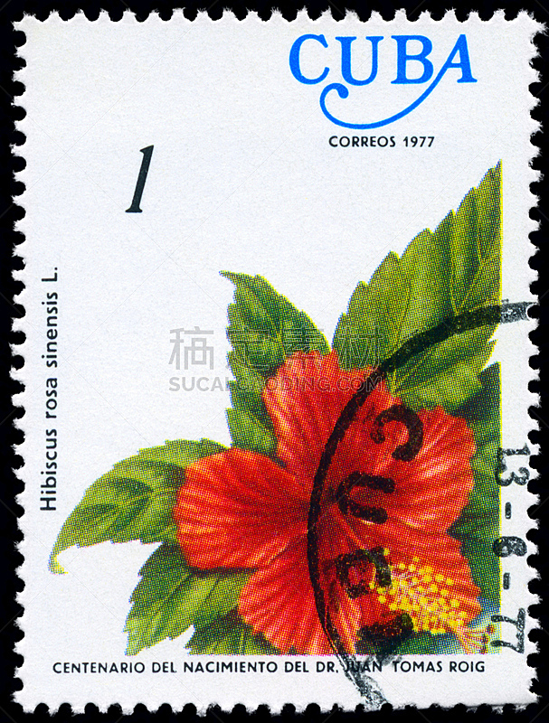木槿属,垂直画幅,绿色,无人,月季,邮戳,野生植物,常绿植物,拉丁美洲,花