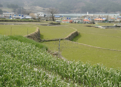 田地,玉米,黄海,渔镇,水稻梯田,水,水平画幅,无人,户外,前景聚焦