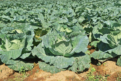 Cabbage field
キャベツ畑