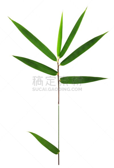 背景分离,竹,叶子,白色,分离着色,竹子叶,自然,剪贴路径,白色背景,部分
