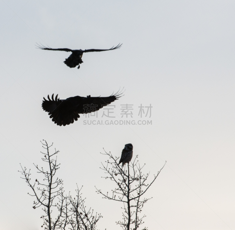 hawk owl,北,大乌鸦,野生动物,水平画幅,无人,猫头鹰,鸟类,观鸟,野外动物