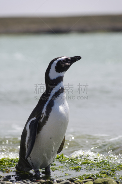麦哲伦海峡企鹅,潘塔 汤宝,加拉帕戈斯企鹅,马格达莱纳部,马德林港,瓦尔德斯半岛,洪堡企鹅,狩猎动物,南极洲,鸟巢