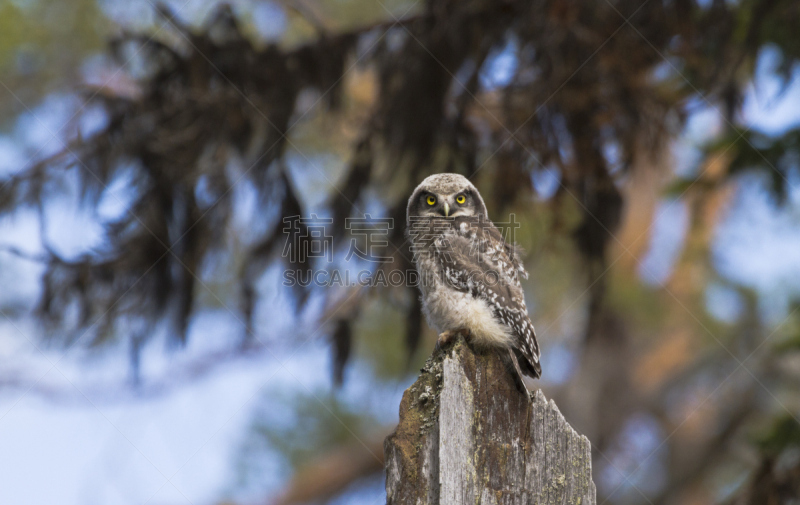 猫头鹰,树干,少年早期,老鹰,北,自然,野生动物,食肉鸟,水平画幅,hawk owl