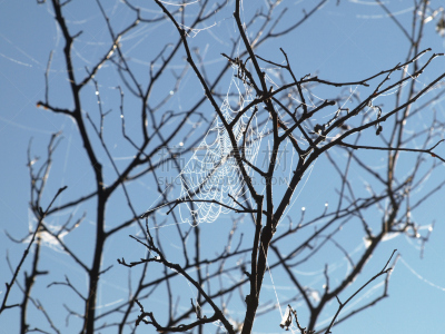 蜘蛛网,自然,水平画幅,mesh-web spider,无人,枝,露水,早晨,蜘蛛,摄影