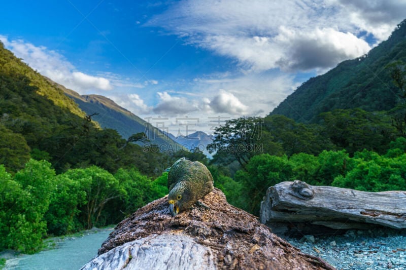 肉食大鹦鹉,树干,南阿尔卑斯山脉,新西兰,山区鹦鹉,云景,云,壁纸,草,动物