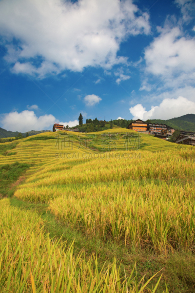 稻,梯田,龙脊梯田,垂直画幅,美,枝繁叶茂,山,传统,户外,水稻梯田