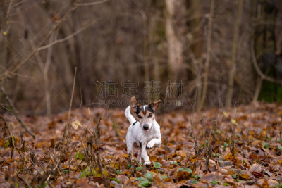 冬天,杰克拉瑟短腿犬,森林,早晨,秃树,十月,纯种犬,狗,公园,动物