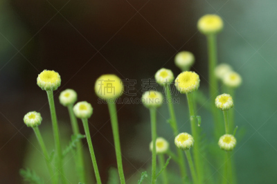 神圣亚麻,自然,春天,六月,植物,水平画幅,地形,无人,花,摄影