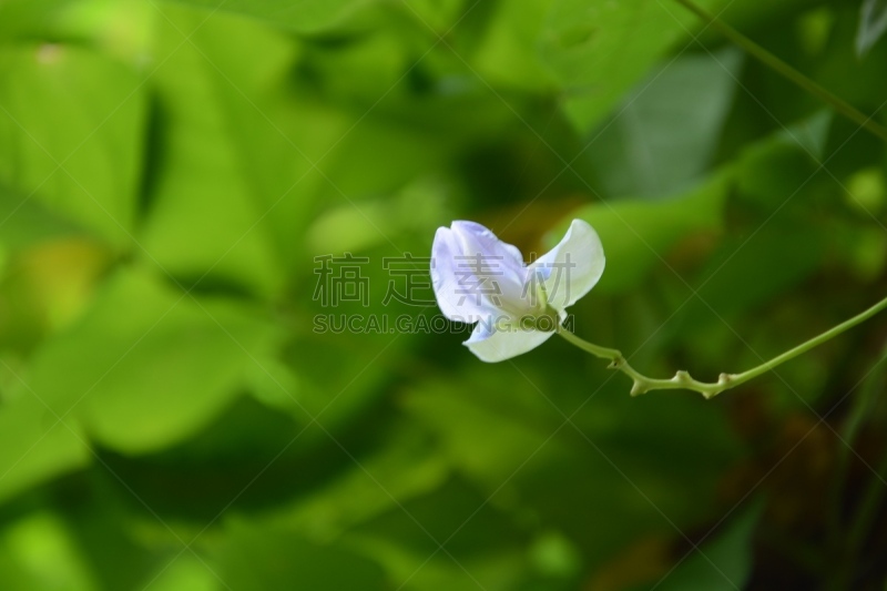 白头翁,水平画幅,害羞,花,获胜,摄影