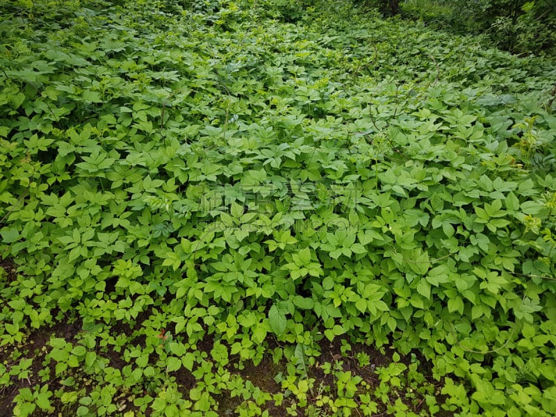 自然,除草,野生植物,草本园,水平画幅,素食,无人,户外,草药,草本